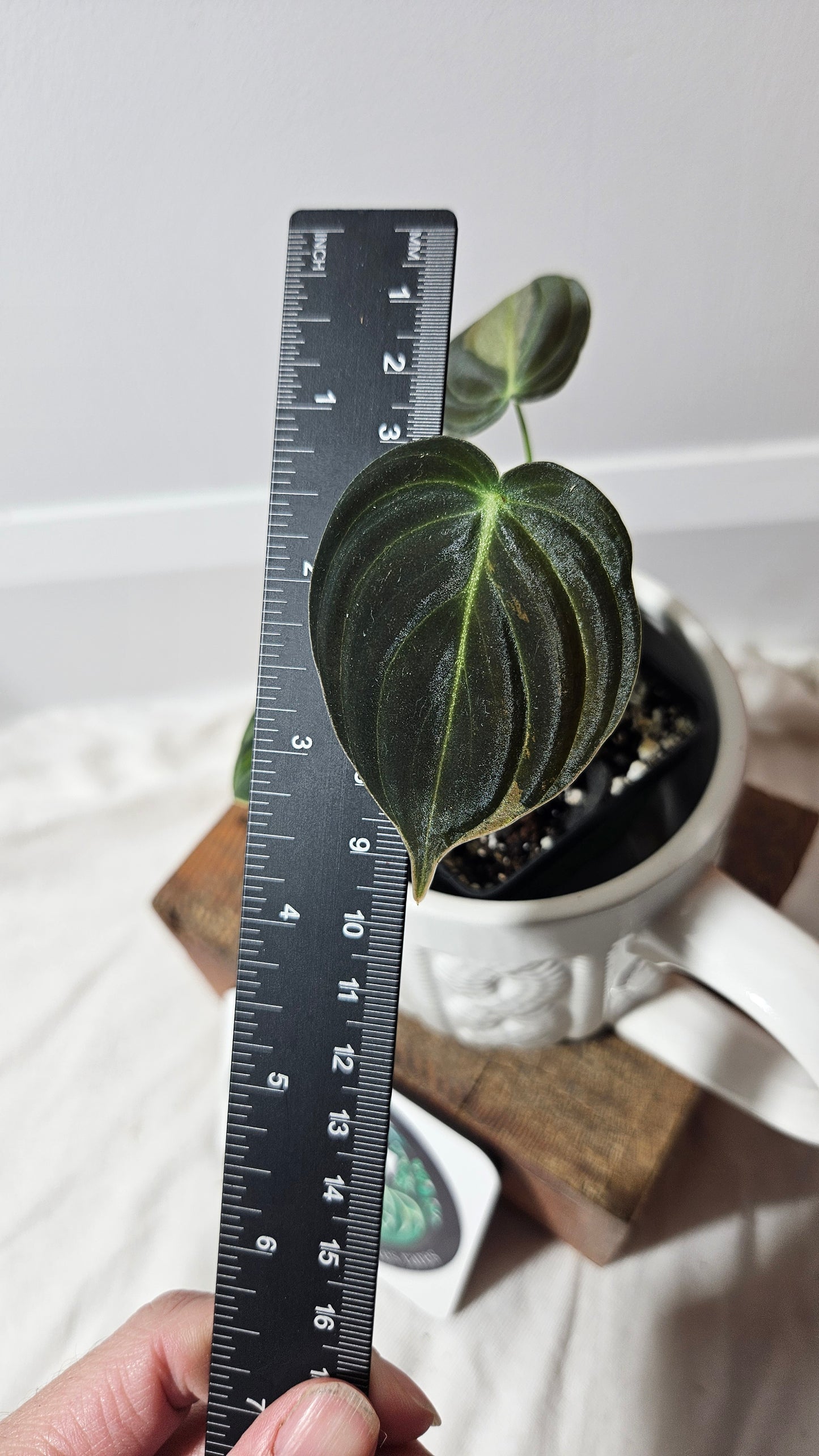 Philodendron Melanochrysum Variegata (PHI-611)