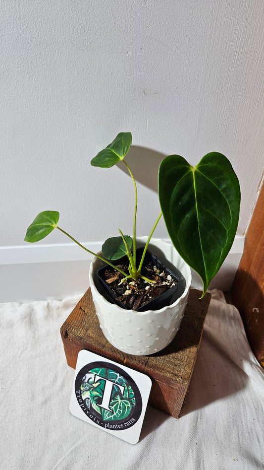Anthurium Esmeraldense x Veitchii "format PETIT" (ANT-483)