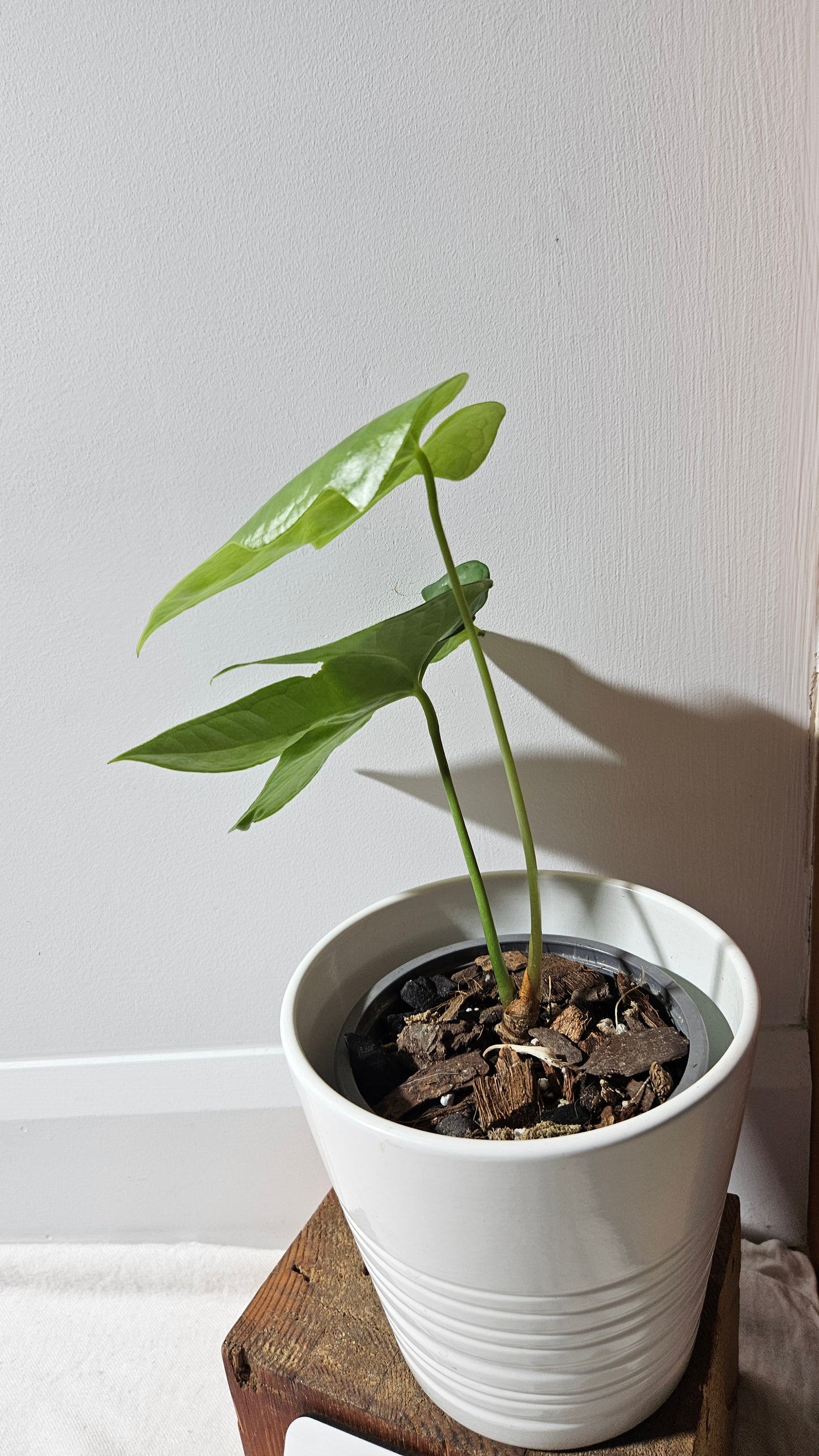 Anthurium Pterodactyl "format MOYEN" (ANT-554)
