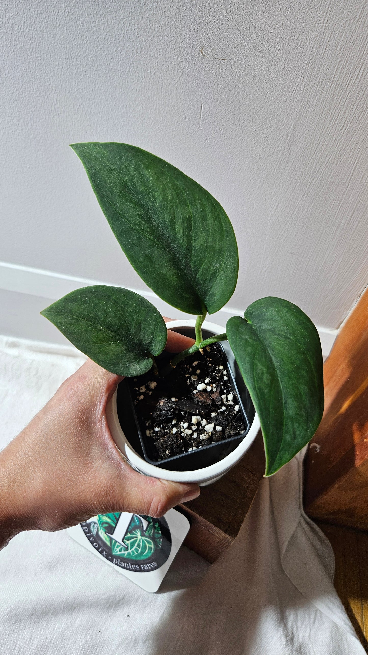 Scindapsus Blurik (SCI-1114)