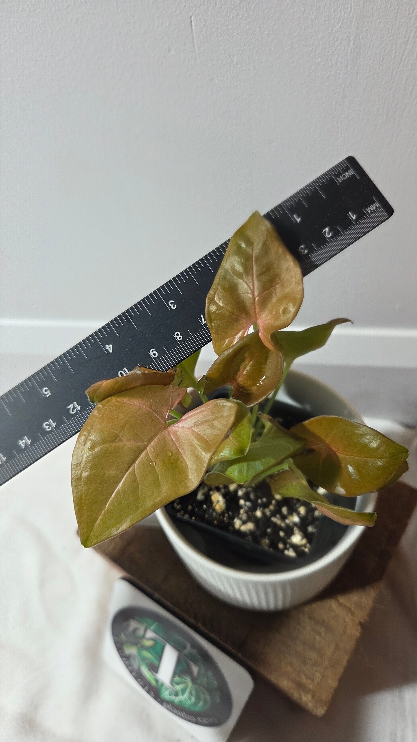 Syngonium Pink Neon Robusta (SYN-496)