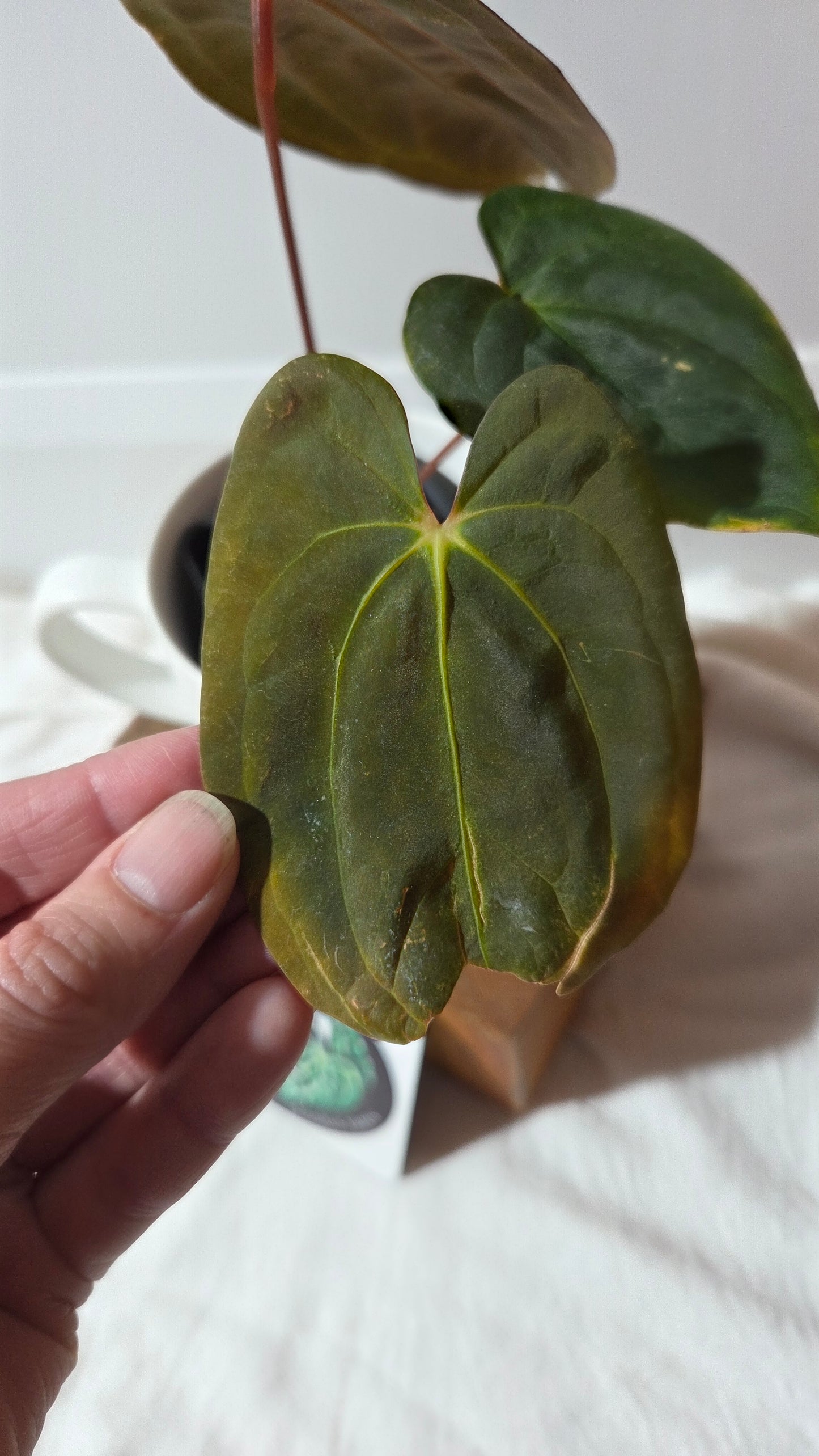 Anthurium  Papillilaminum (d'équateur) "format MOYEN" (ANT-358)