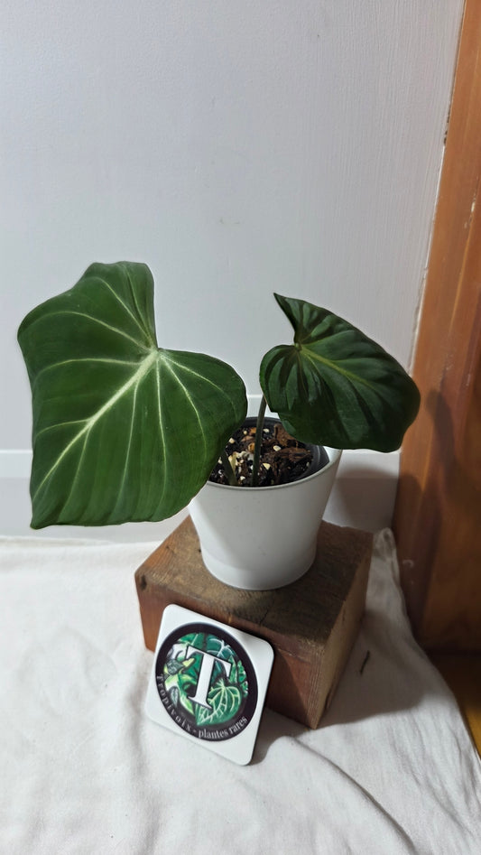 Philodendron Gloriosum x Plowmanii (PHI-991)