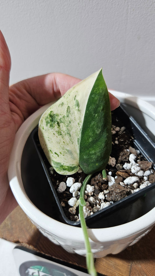 Scindapsus Mangurai (SCI-1228)