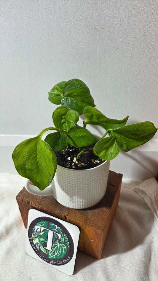 Epipremnum Aureum Manjula yellow/Olivia/Mint (EPI-176)