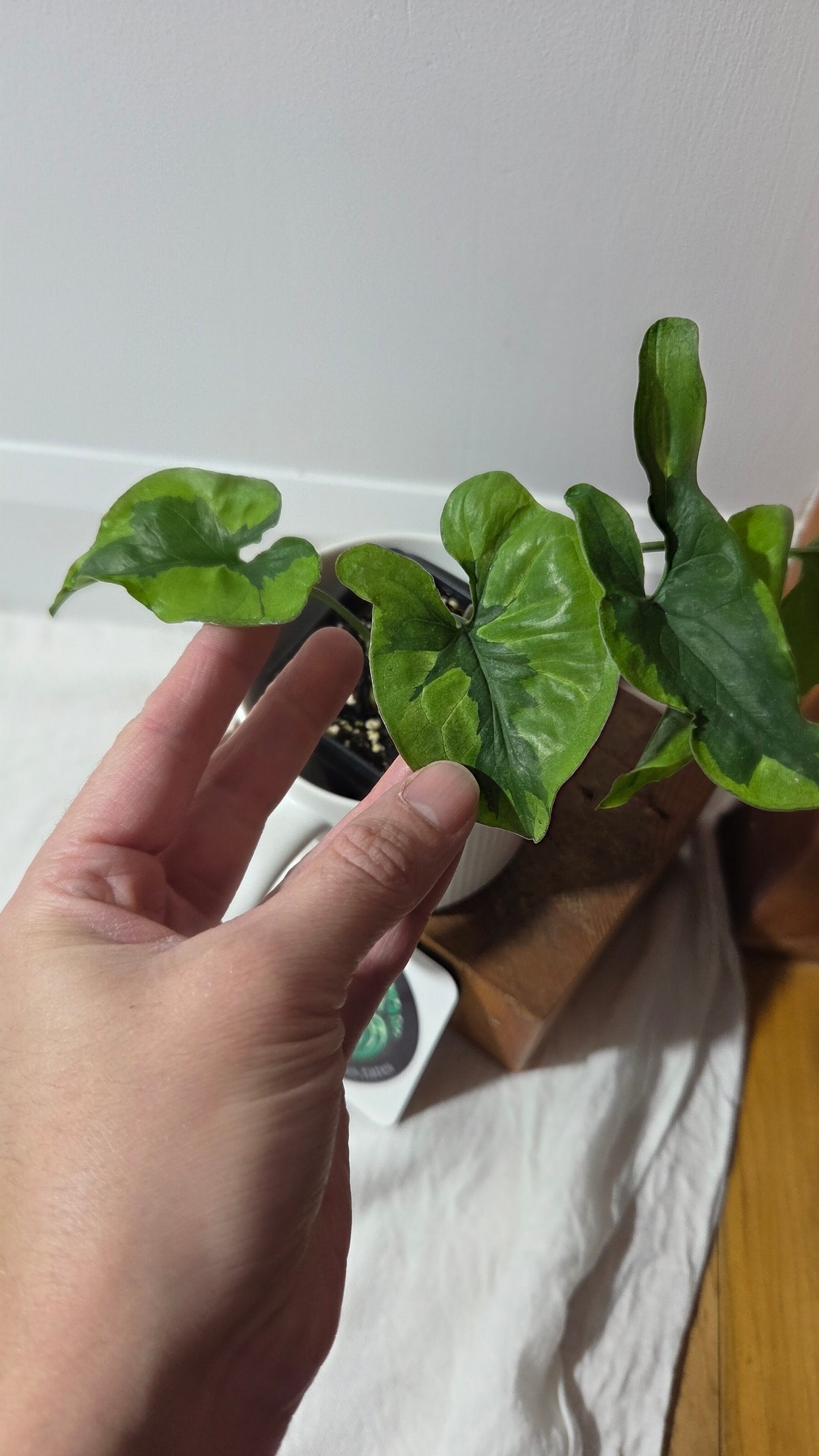 Syngonium Green Beauty (SYN-490)