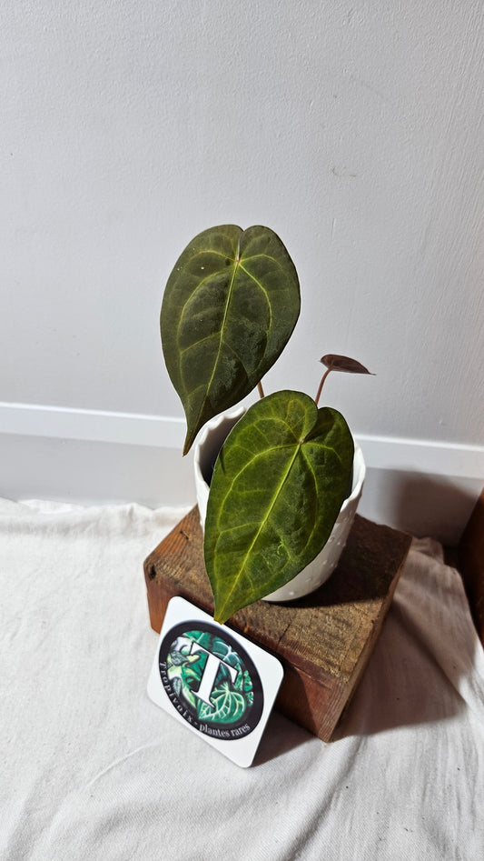 Anthurium BVIT "MEDIUM size" (ANT-119)