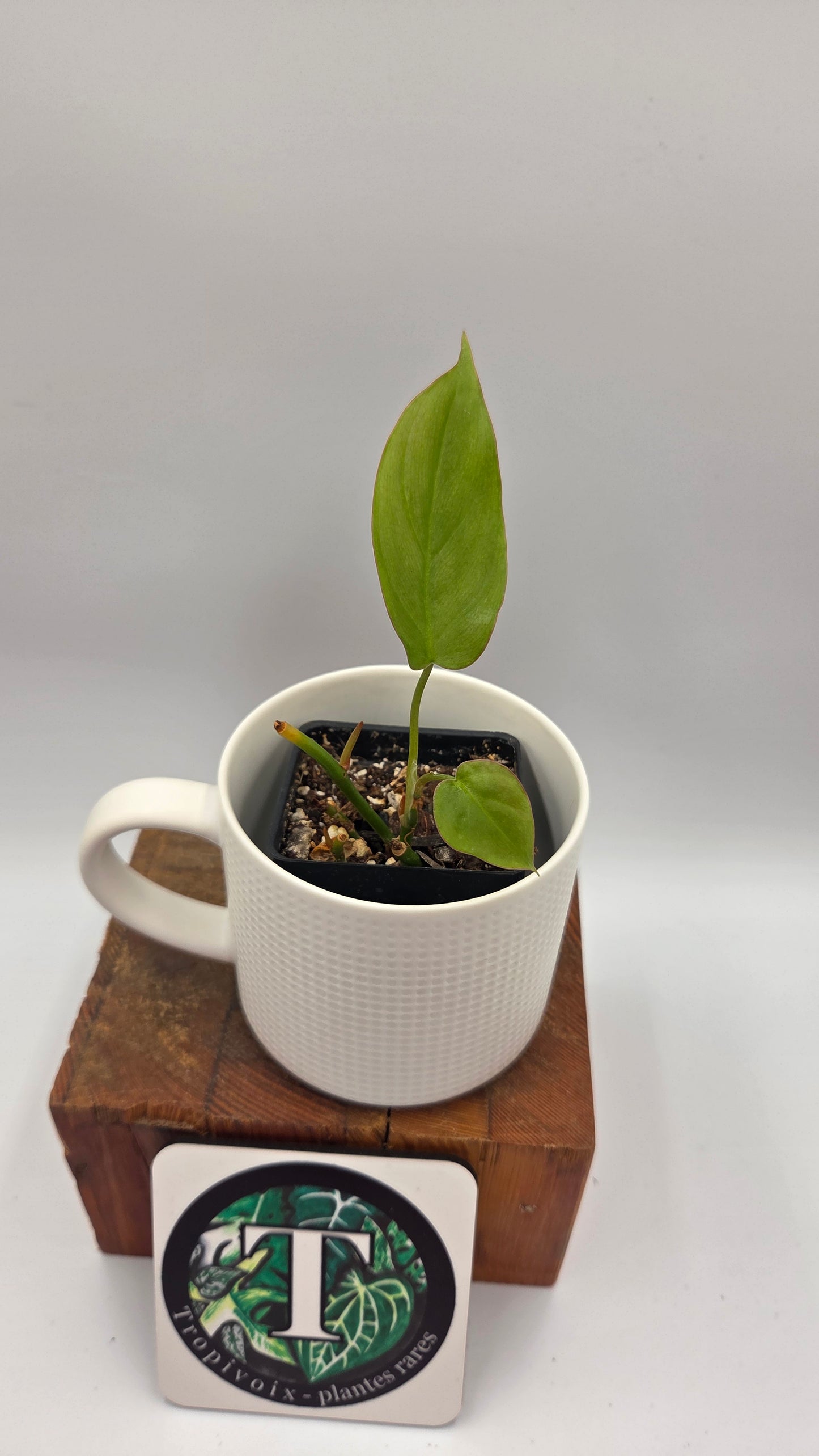 Philodendron Camposportoanum (PHI-780)