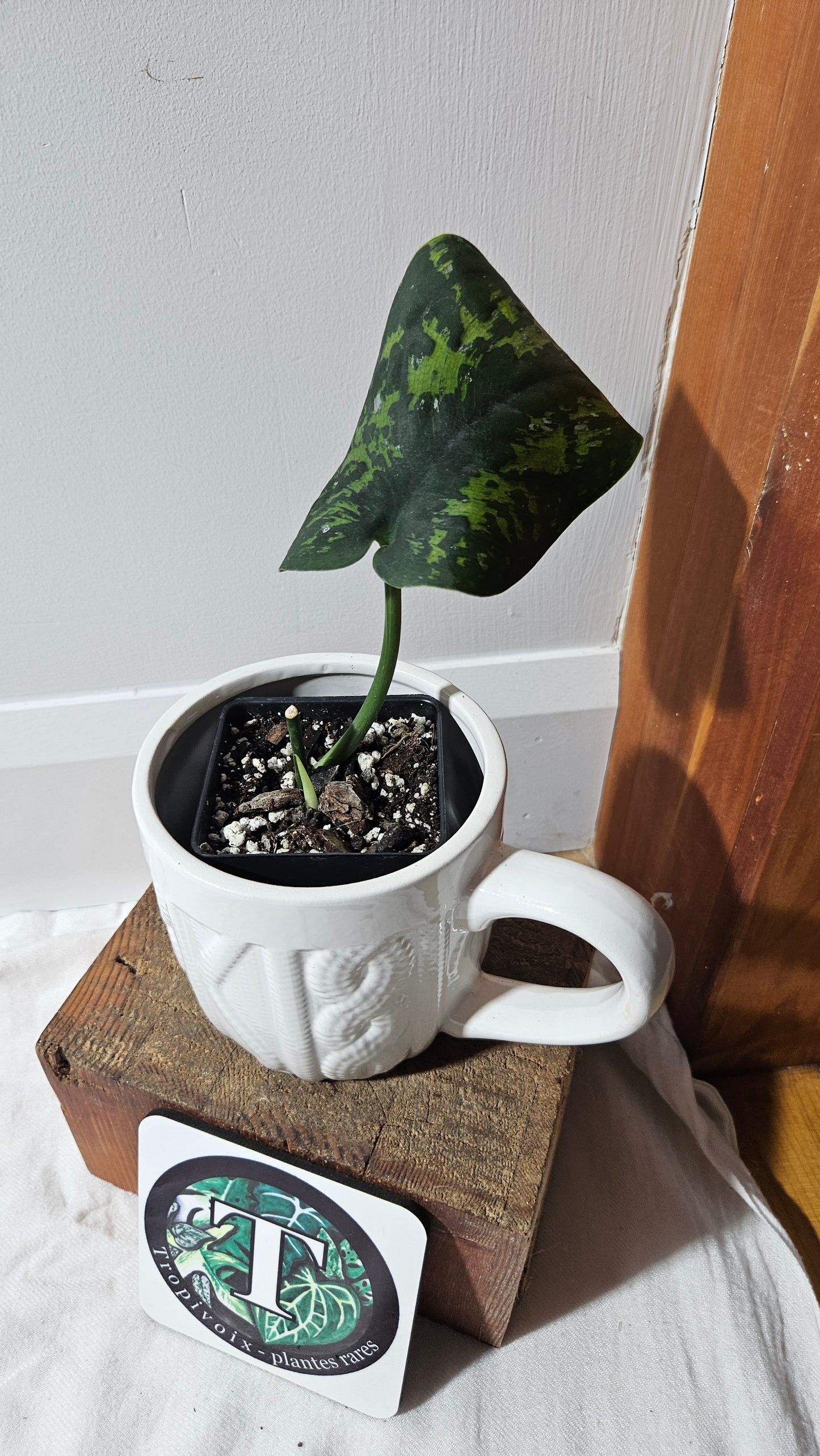 Scindapsus Macan (SCI-1283)