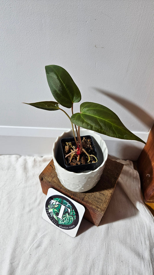 Anthurium Luxurians X Napo "format MOYEN" (ANT-249)