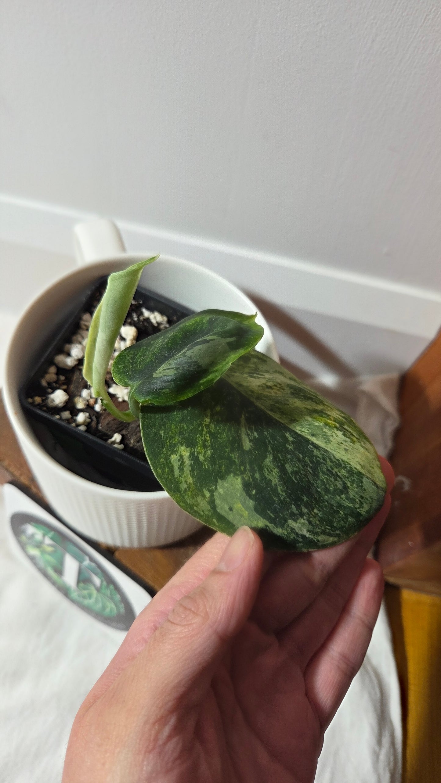 Scindapsus Dark satin Tricolore (SCI-1392)