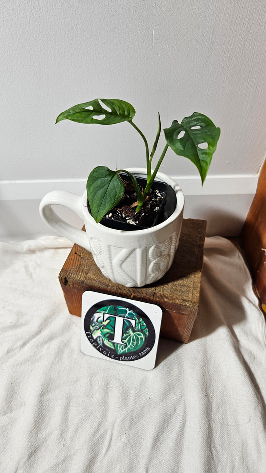 Monstera Obliqua Aff Cenepa (MON-186)