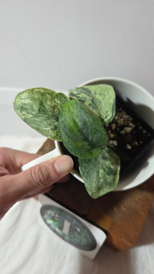 Scindapsus Silver Cloud variegata (SCI-1026)