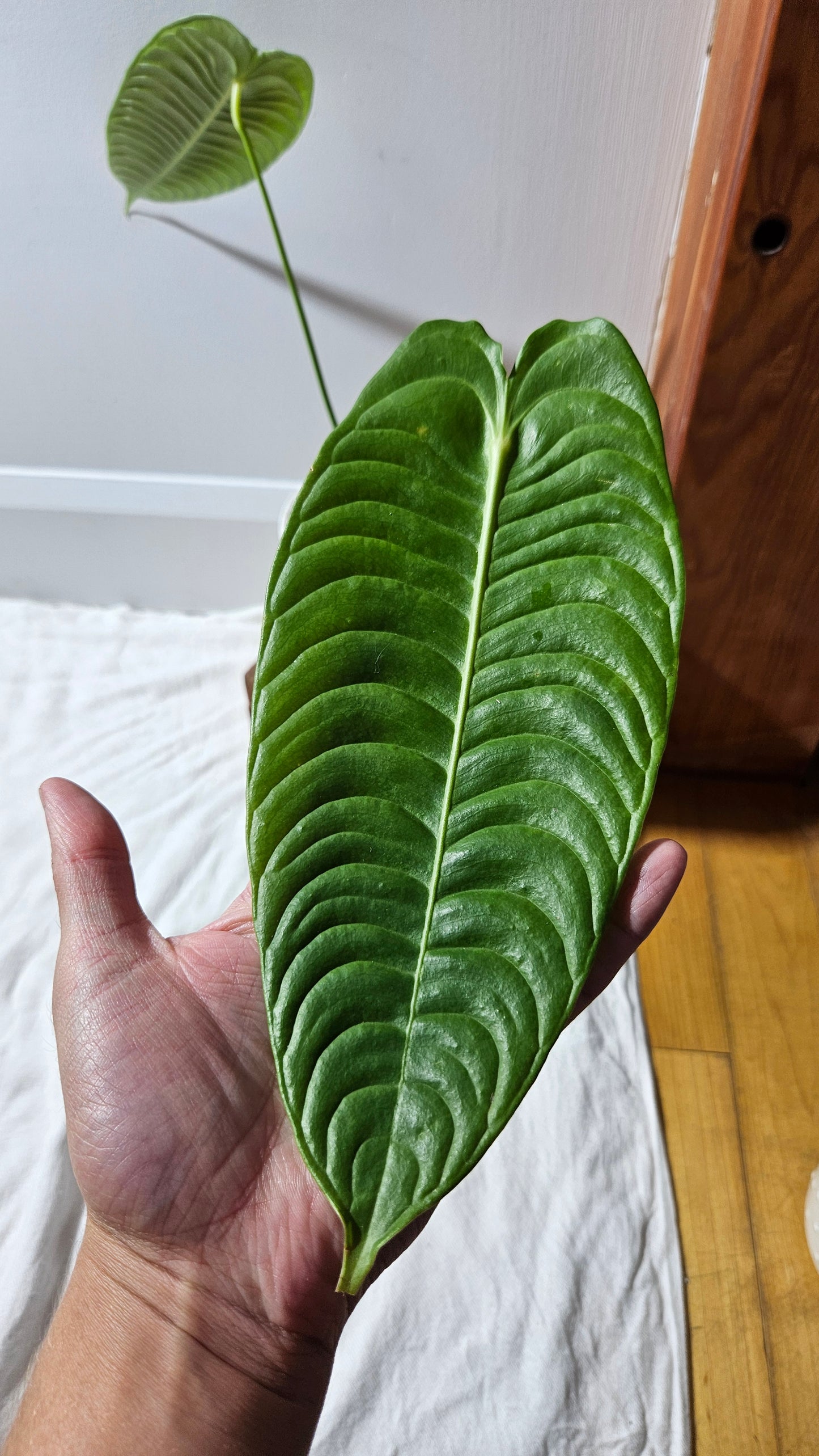 Anthurium Veitchii Narrow "format MOYEN/LARGE" (ANT-607)