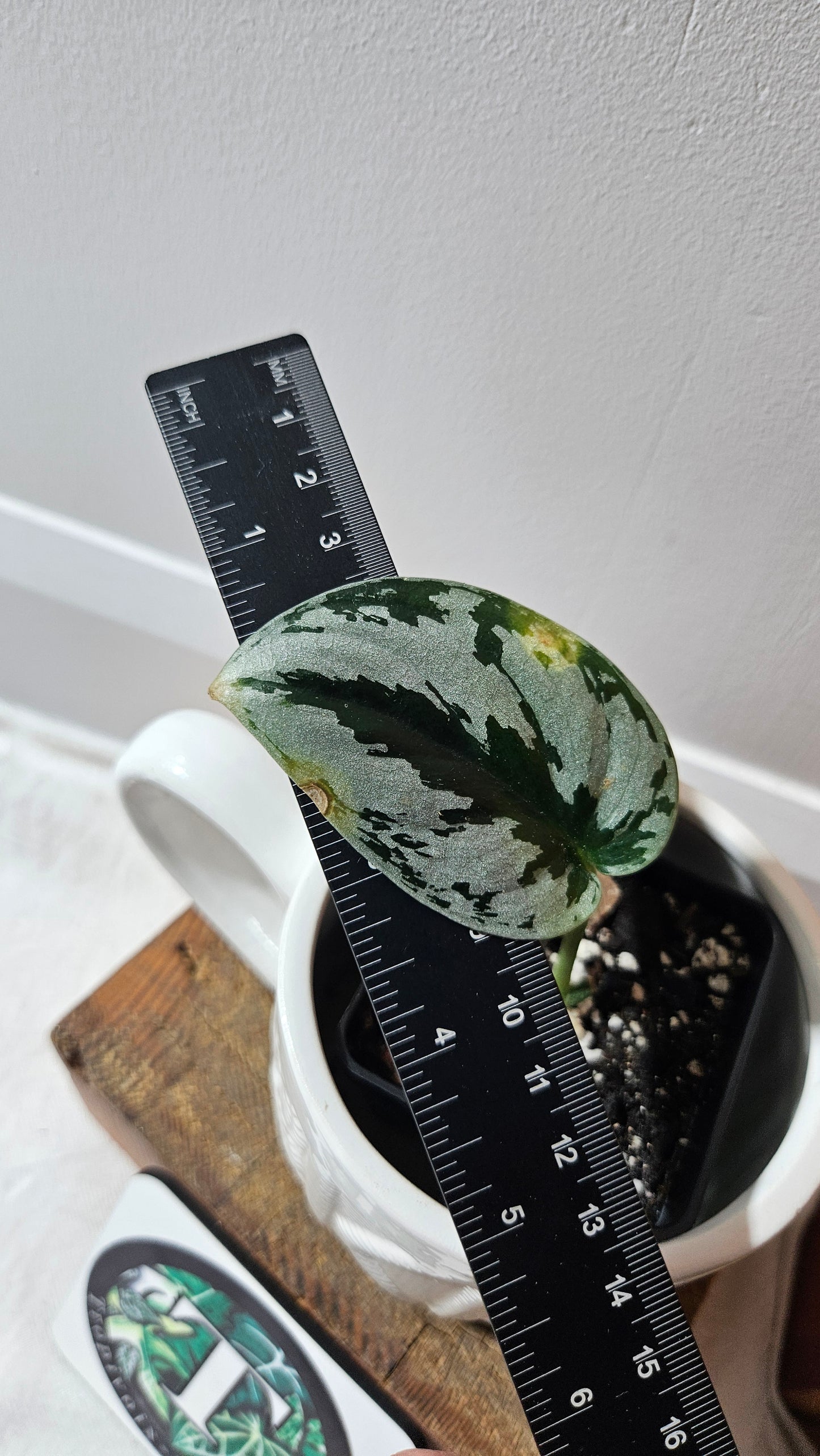 Scindapsus Sparkling Silver (SCI-1126)