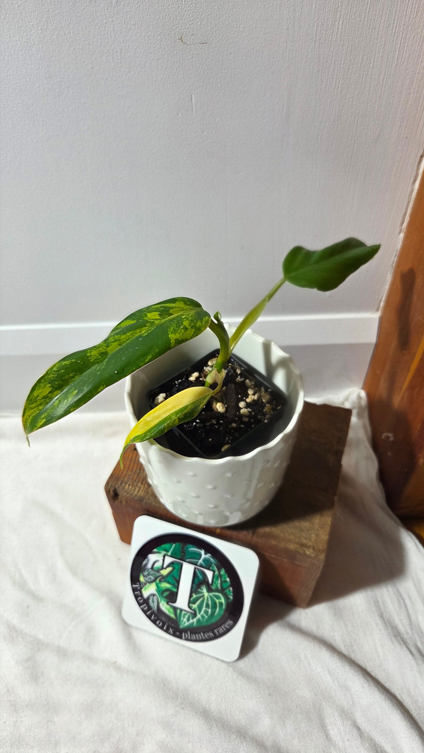 Philodendron Domesticum Variegata (PHI-966)