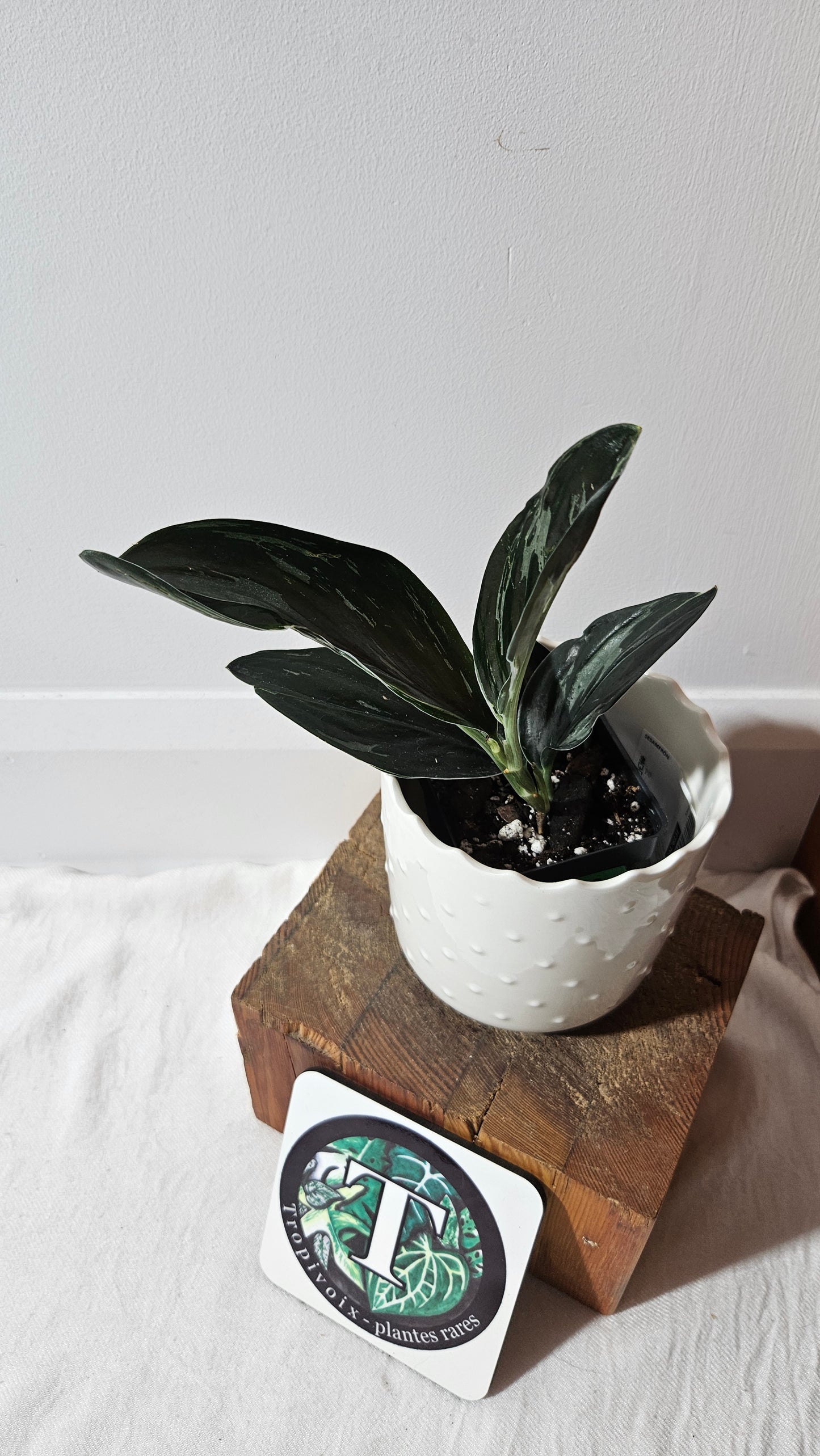 Scindapsus Treubii Dark Form silver (SCI-1015)