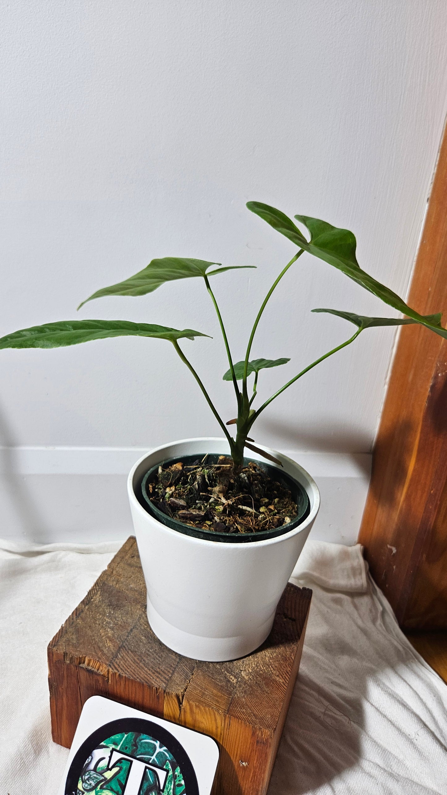 Anthurium Balaoanum "format MOYEN" (ANT-178)