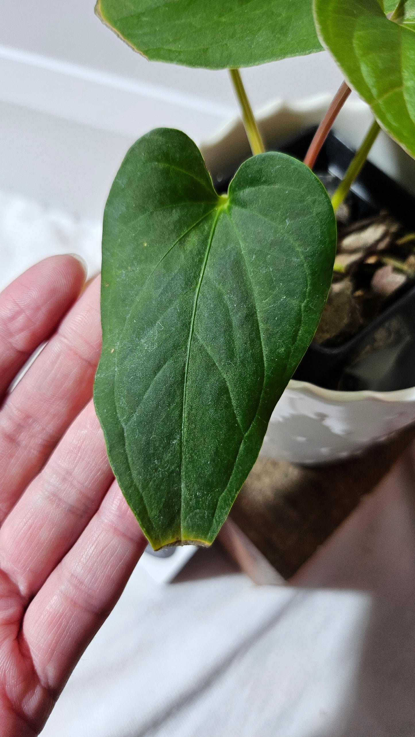 Anthurium  Tiwintza Aff Velvet "format MOYEN" (ANT-226)