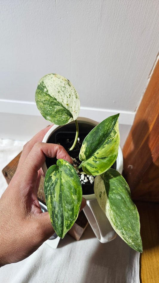 Scindapsus Silver Splash Tricolore (SCI-1288)