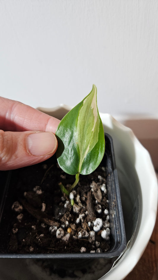 Philodendron Hederaceum Rio (PHI-821)