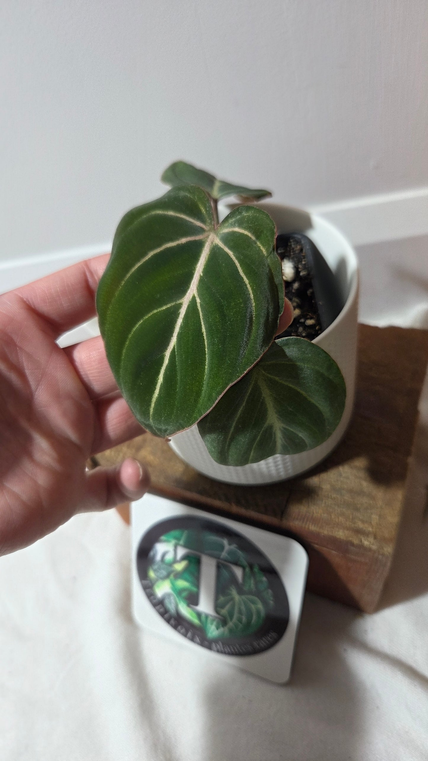 Philodendron Gloriosum Dark (PHI-999)