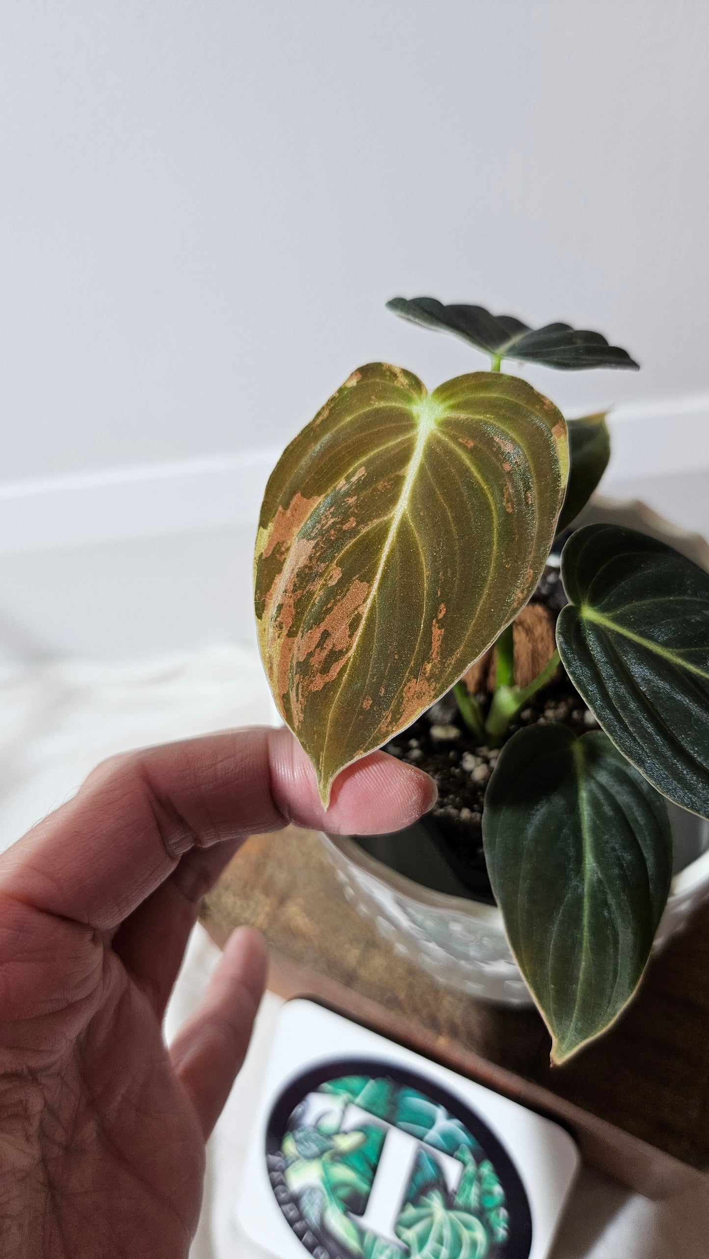 Philodendron Melanochrysum Variegata (PHI-553)