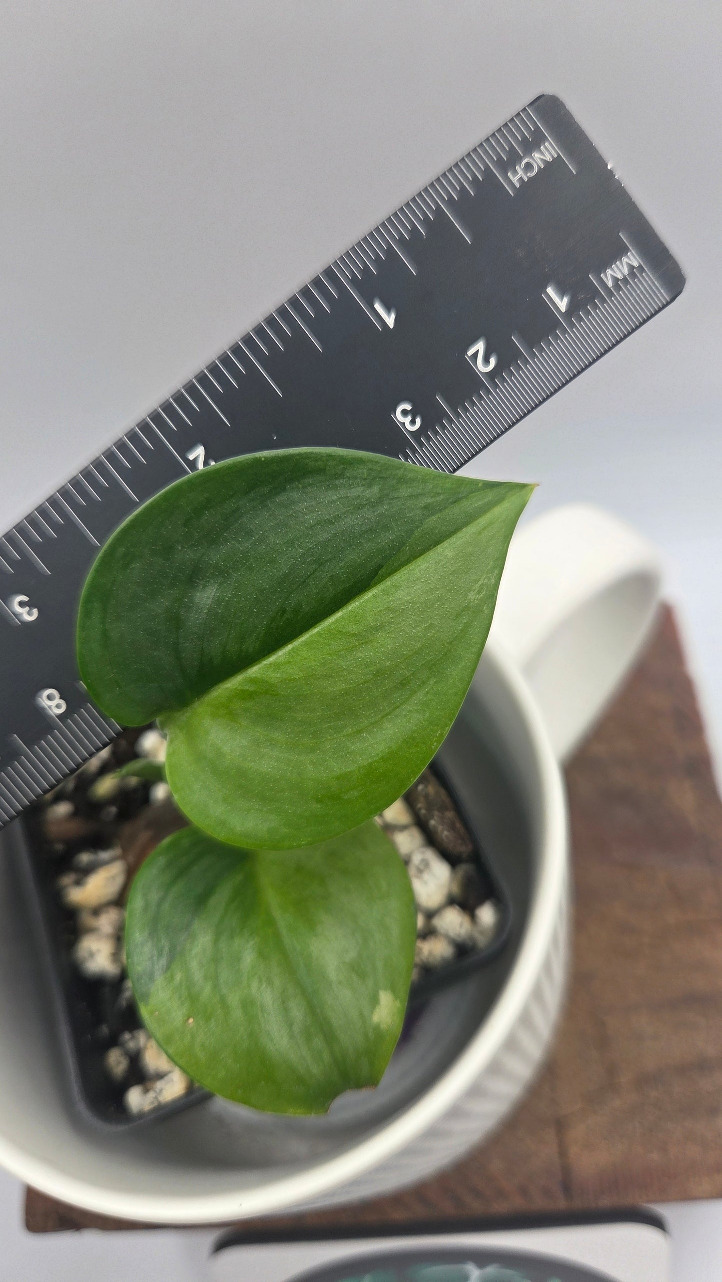 Scindapsus Treubii Bornéo "Green on green" (SCI-1469)