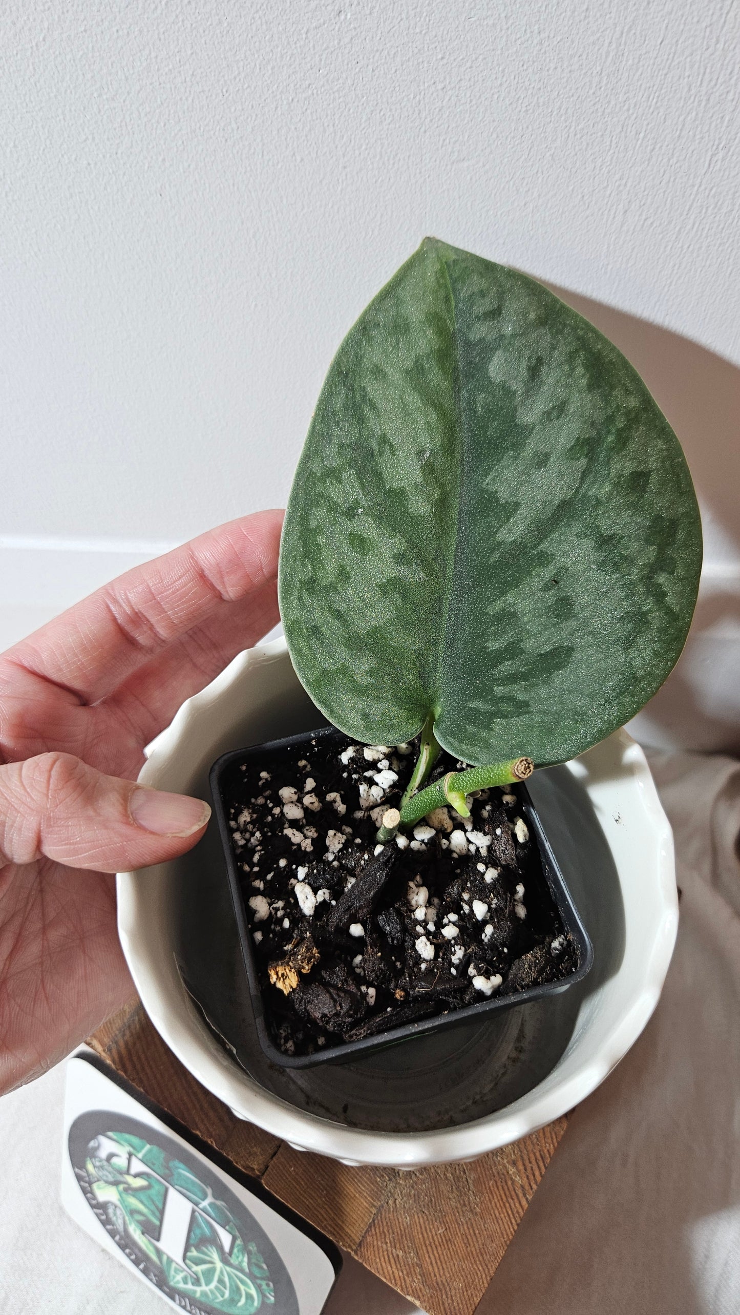 Scindapsus Venom (SCI-1018)