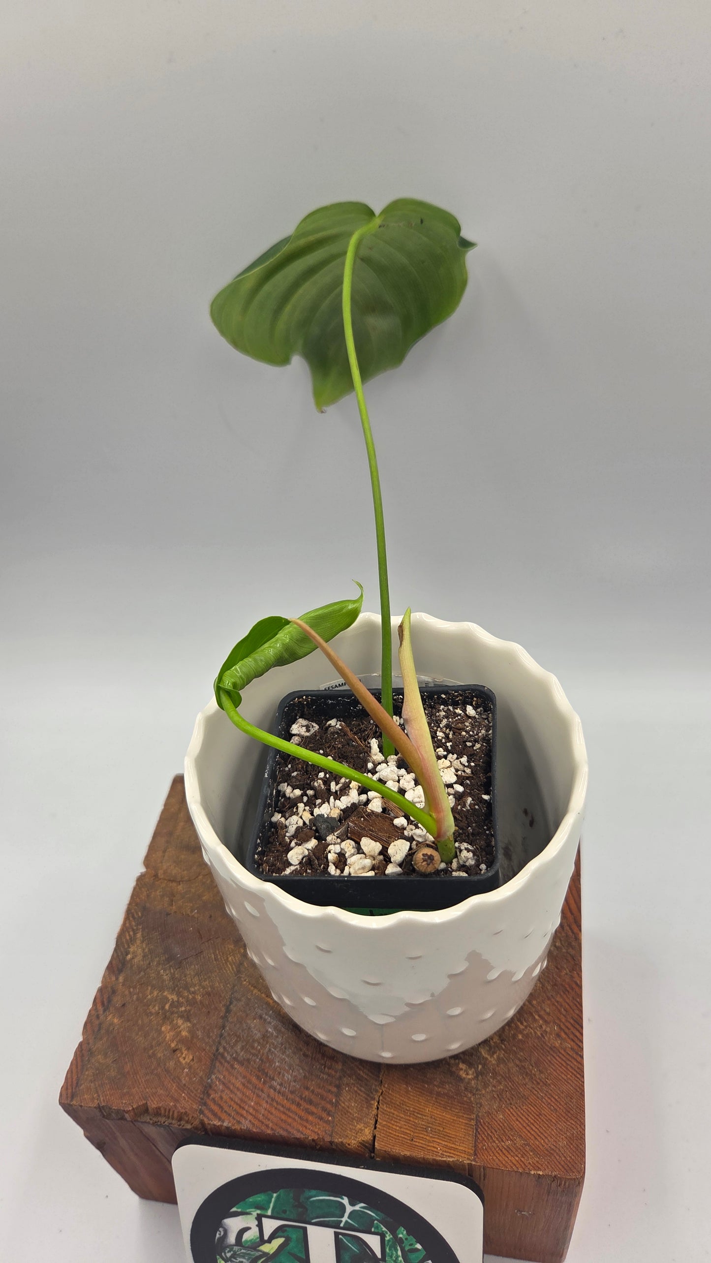 Philodendron Quelatii Round (PHI-1043)