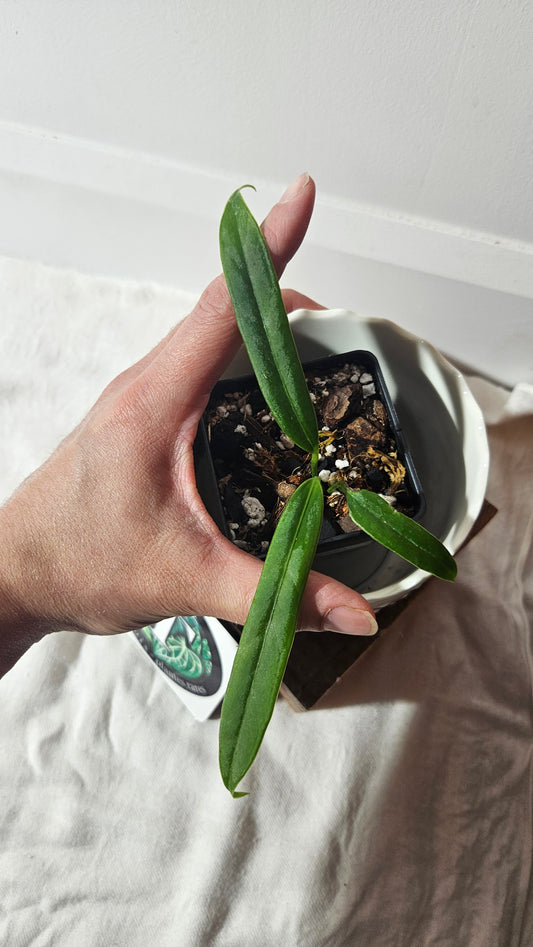 Anthurium Ceronii Aff "format SEEDLING"(ANT-402)