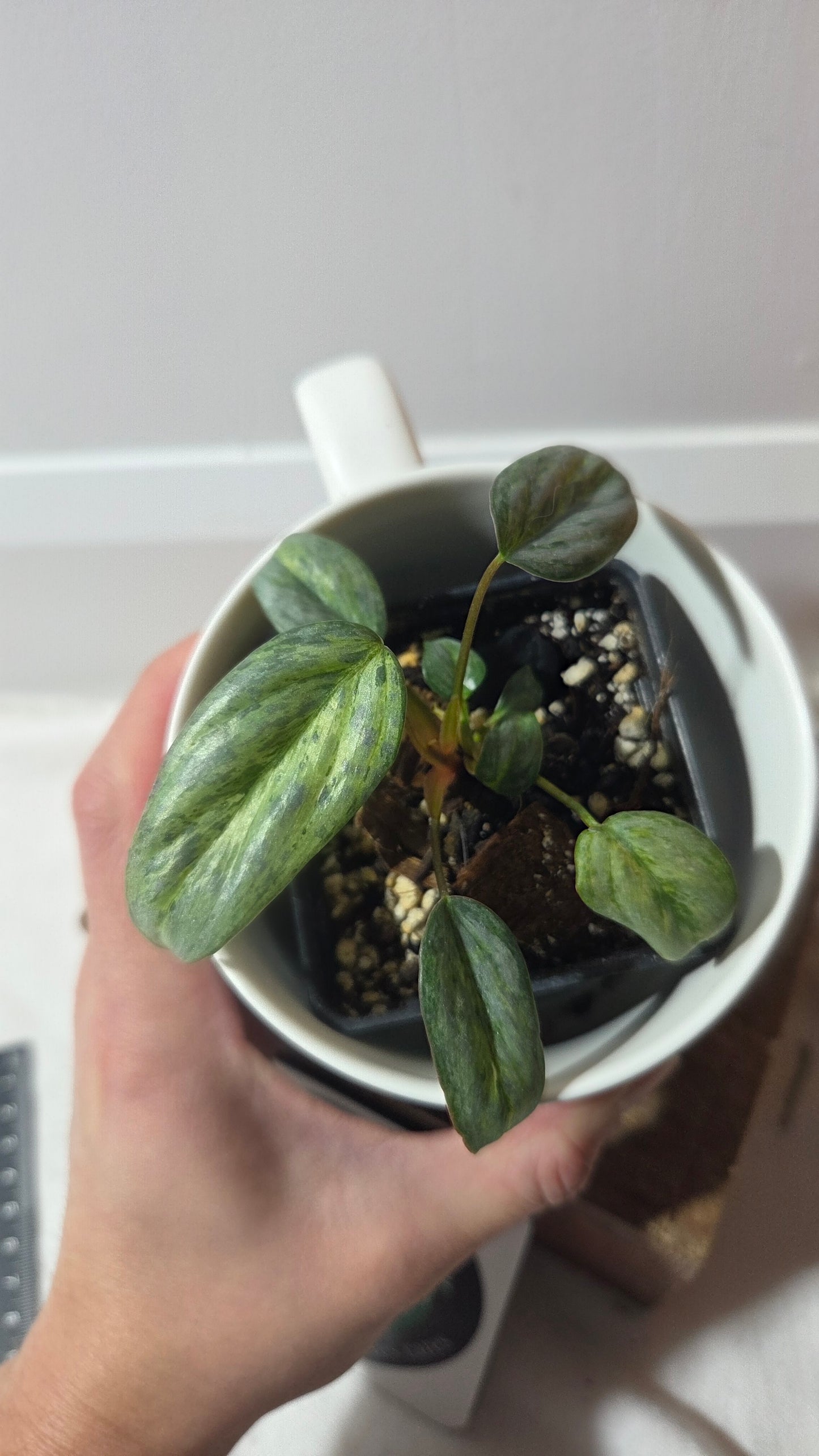 Philodendron Sodiroi Variegata (PHI-511)