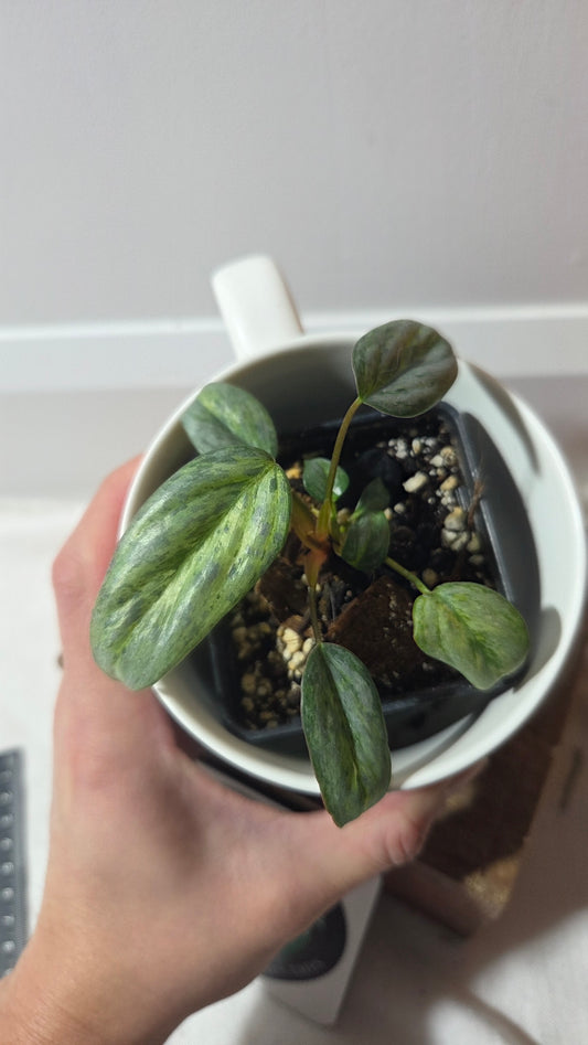 Philodendron Sodiroi Variegata (PHI-511)