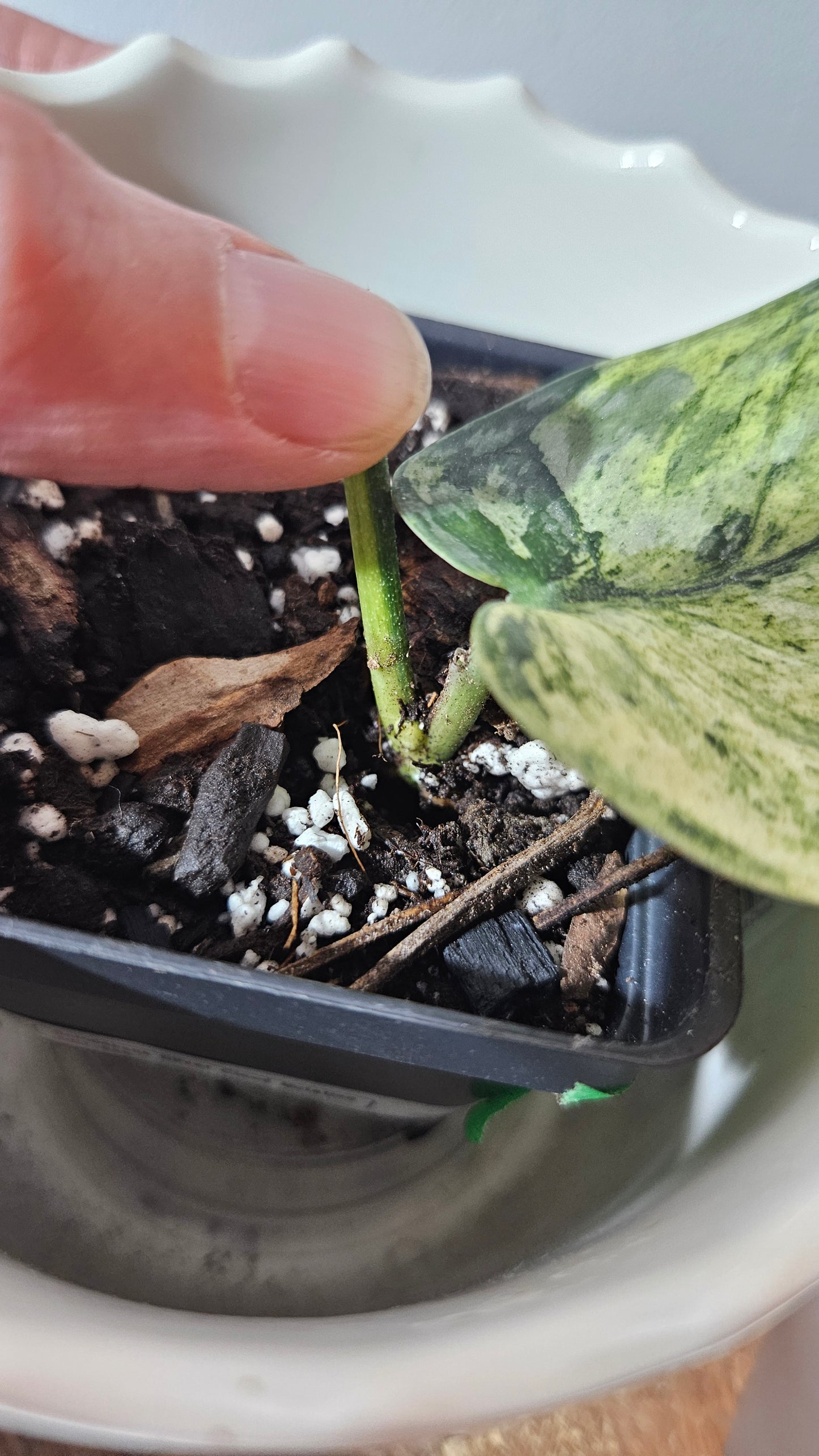 Scindapsus Silver Cloud mutation (SCI-998)