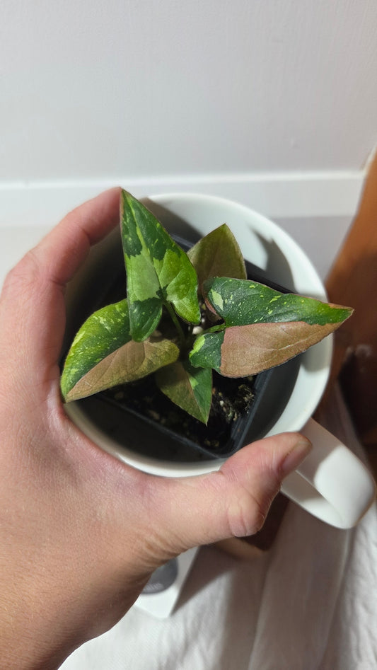 Syngonium Red Spot Tricolore (SYN-487)