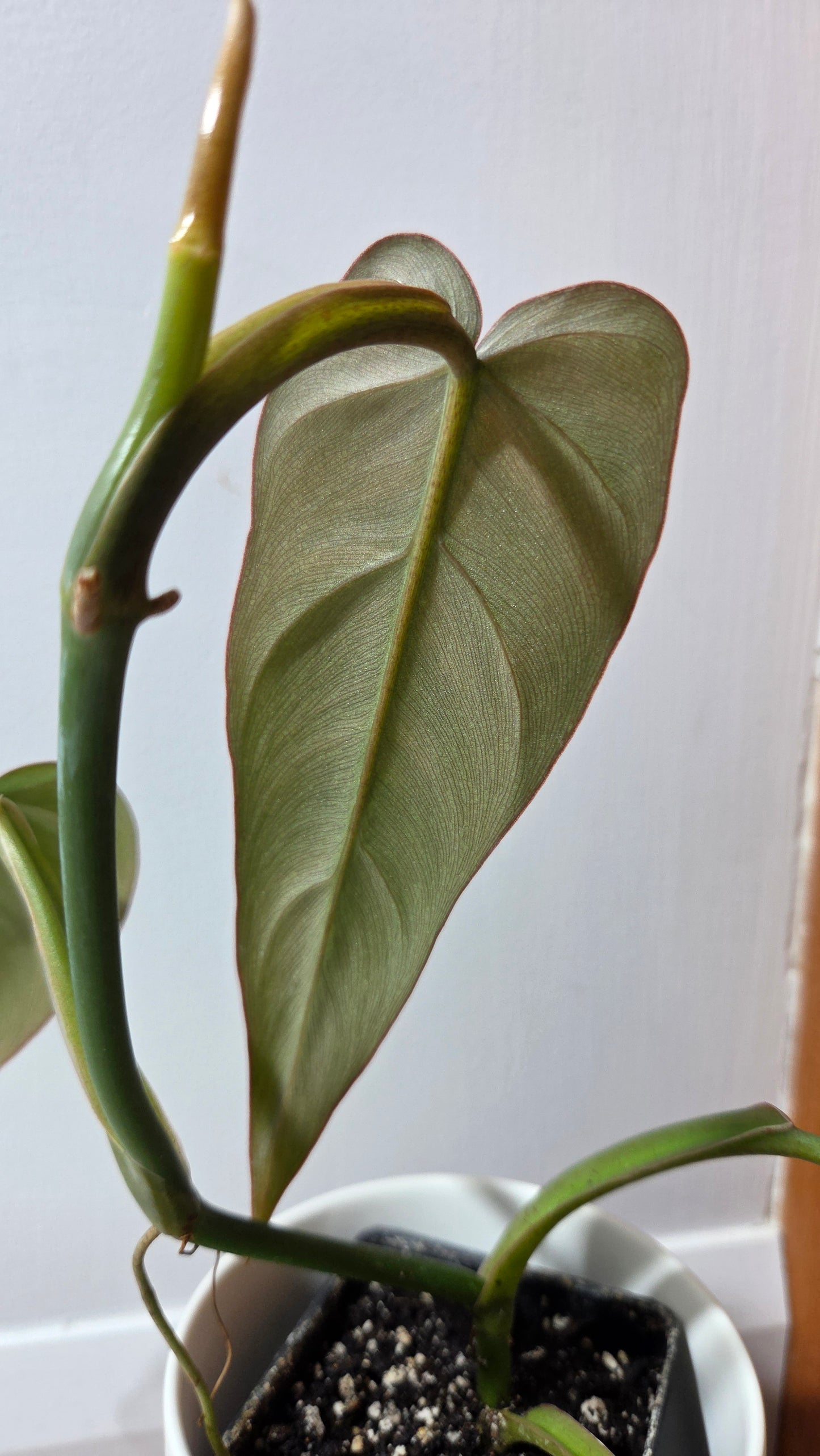 Philodendron Maximum (PHI-982)
