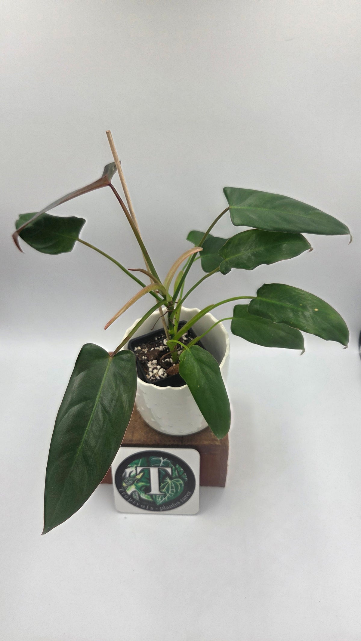 Philodendron Pangui Sunset /(P. Pinnatilobum/P. Spiritus Santi) (PHI-1092)