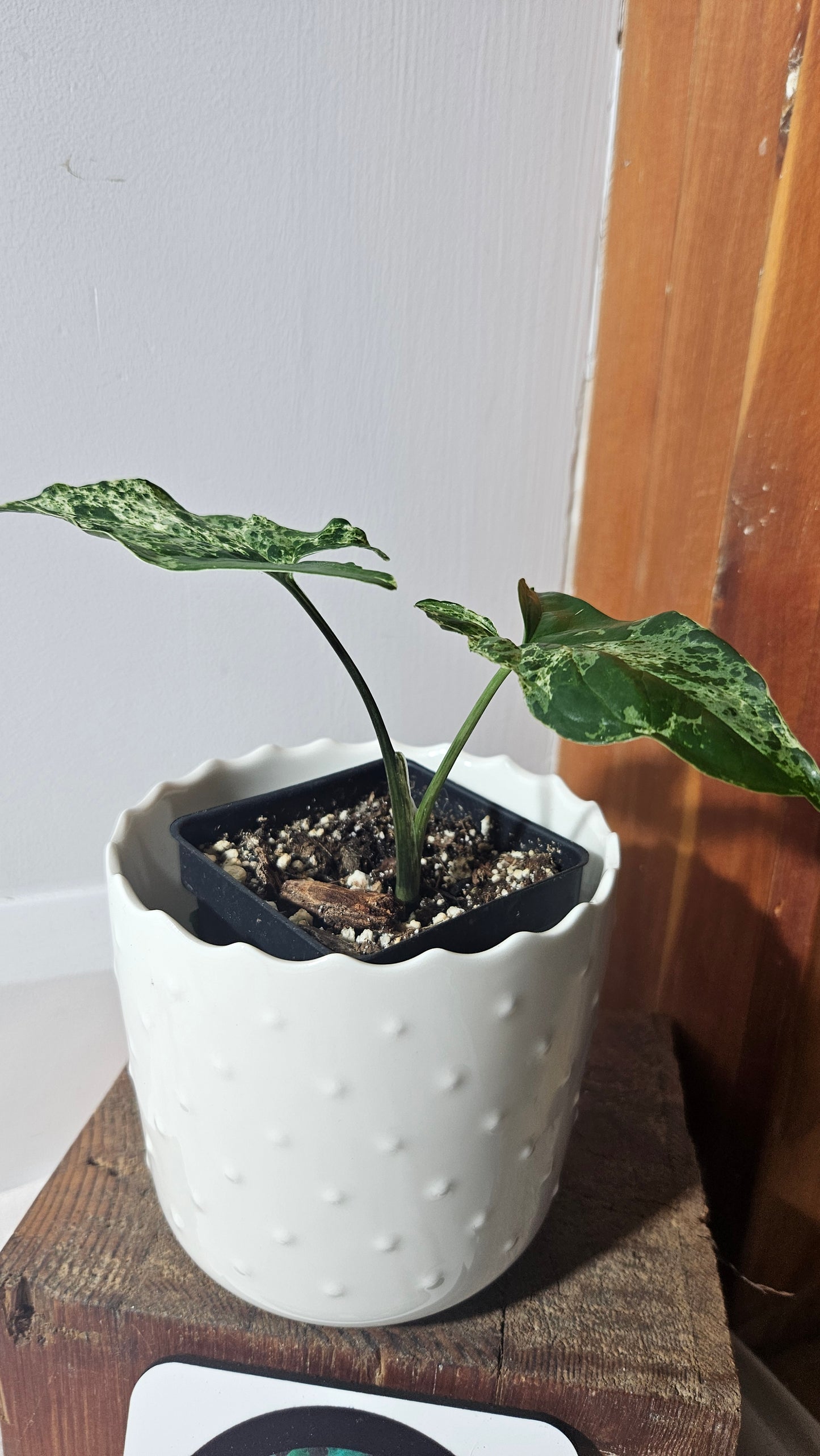 Syngonium Mojito (SYN-423)