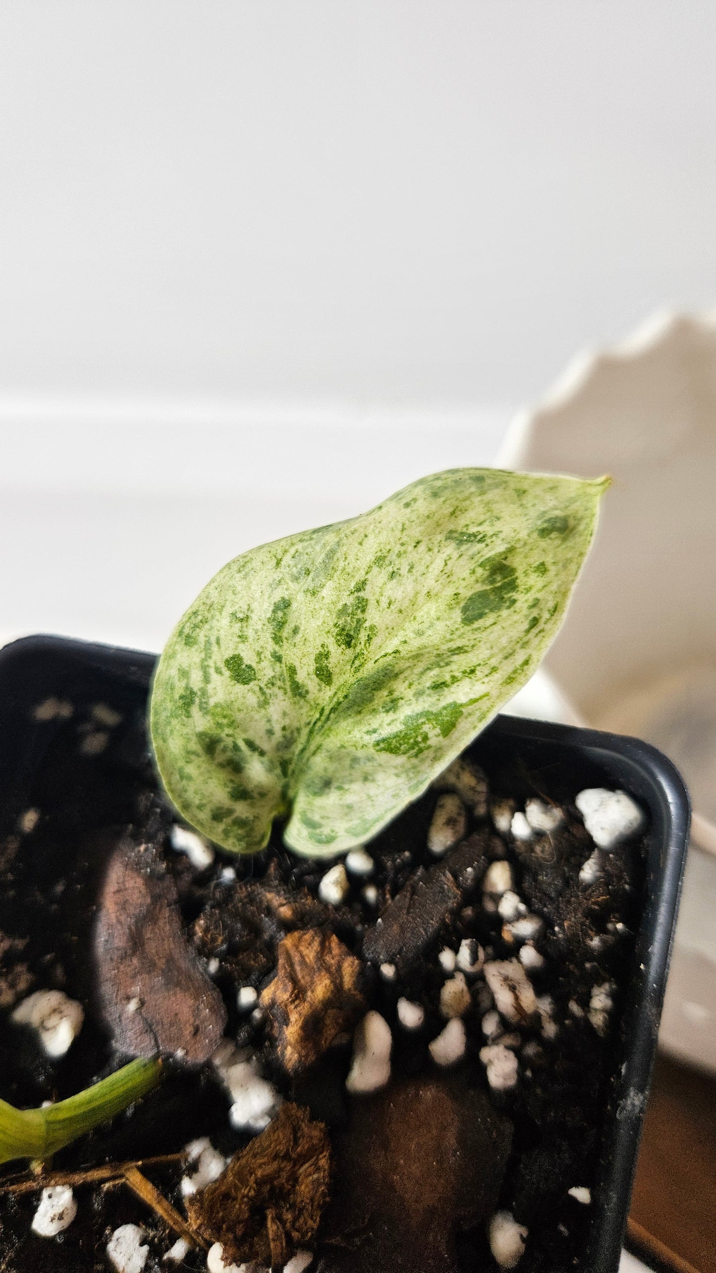 Scindapsus Silver Cloud variegata (SCI-1027)