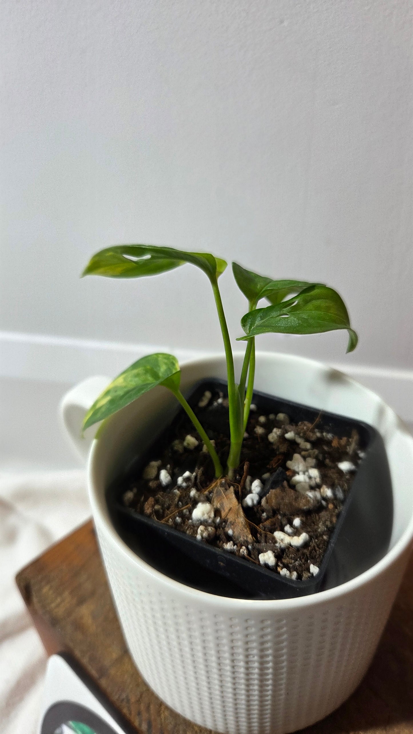 Monstera Andasonii Aurea (MON-496)