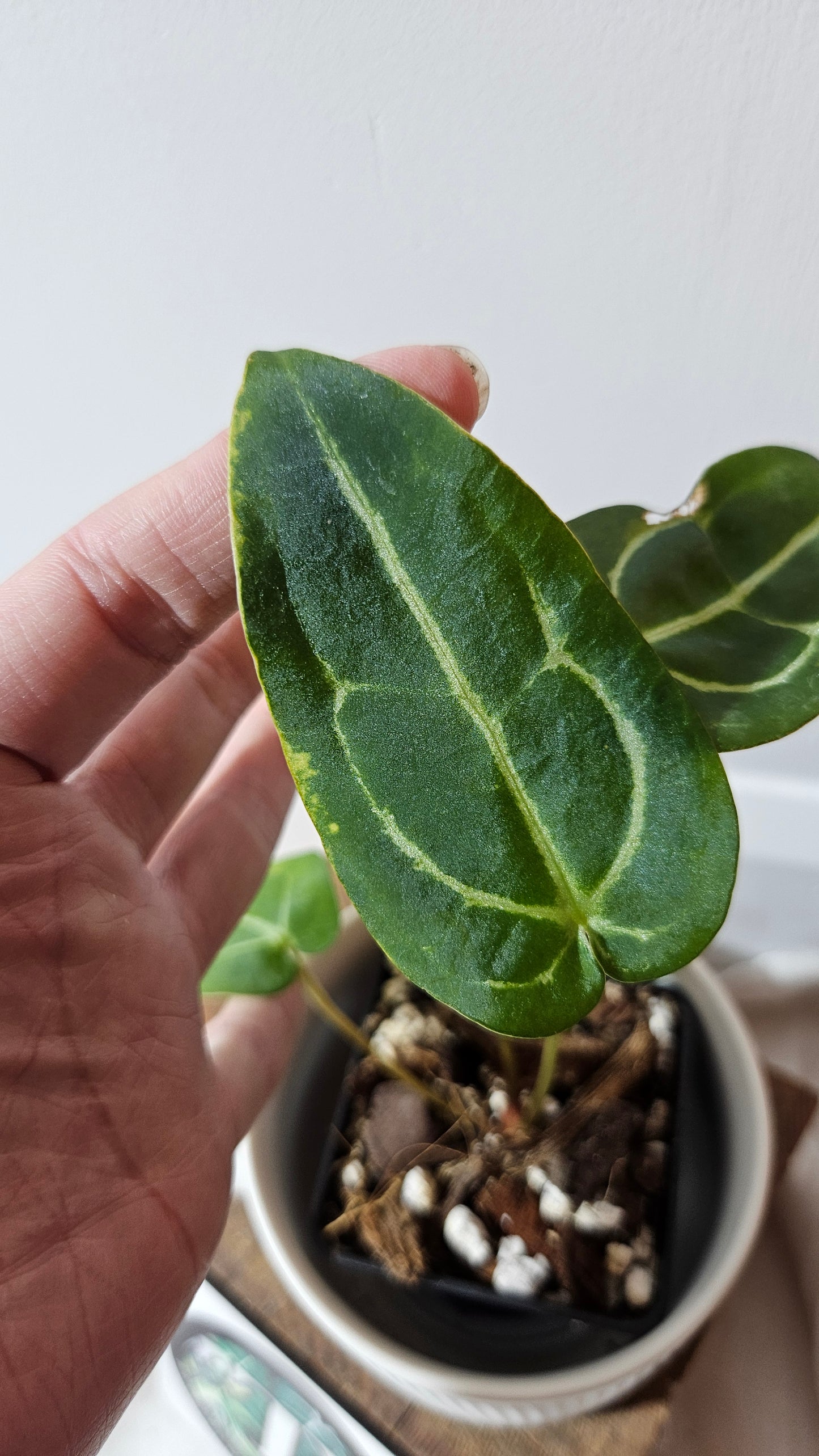 Anthurium Forgetii X Carlablackiae "format PETIT" (ANT-633)