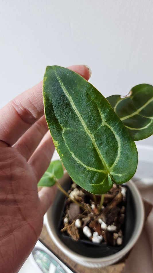 Anthurium Forgetii X Carlablackiae "format PETIT" (ANT-633)