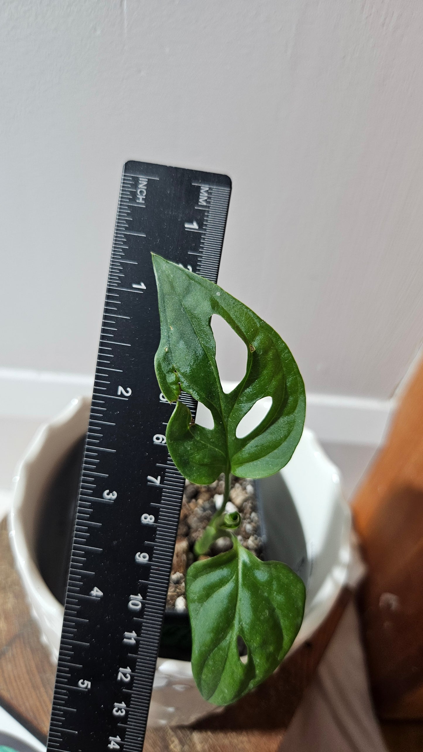 Monstera Obliqua aff La Bonita (MON-352)