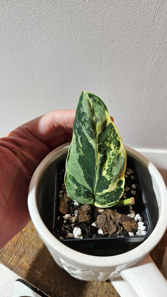 Scindapsus Black Dragon white (SCI-1072)