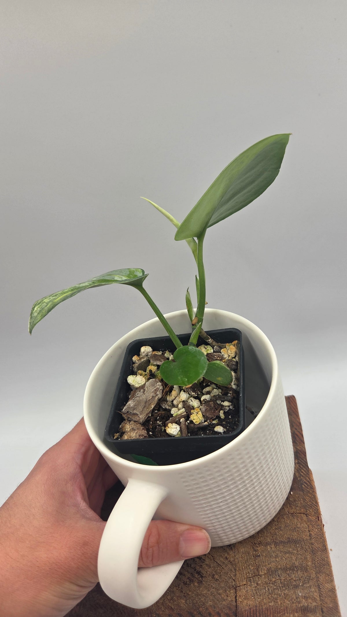 Scindapsus Dark Splash Variegata (SCI-1527)