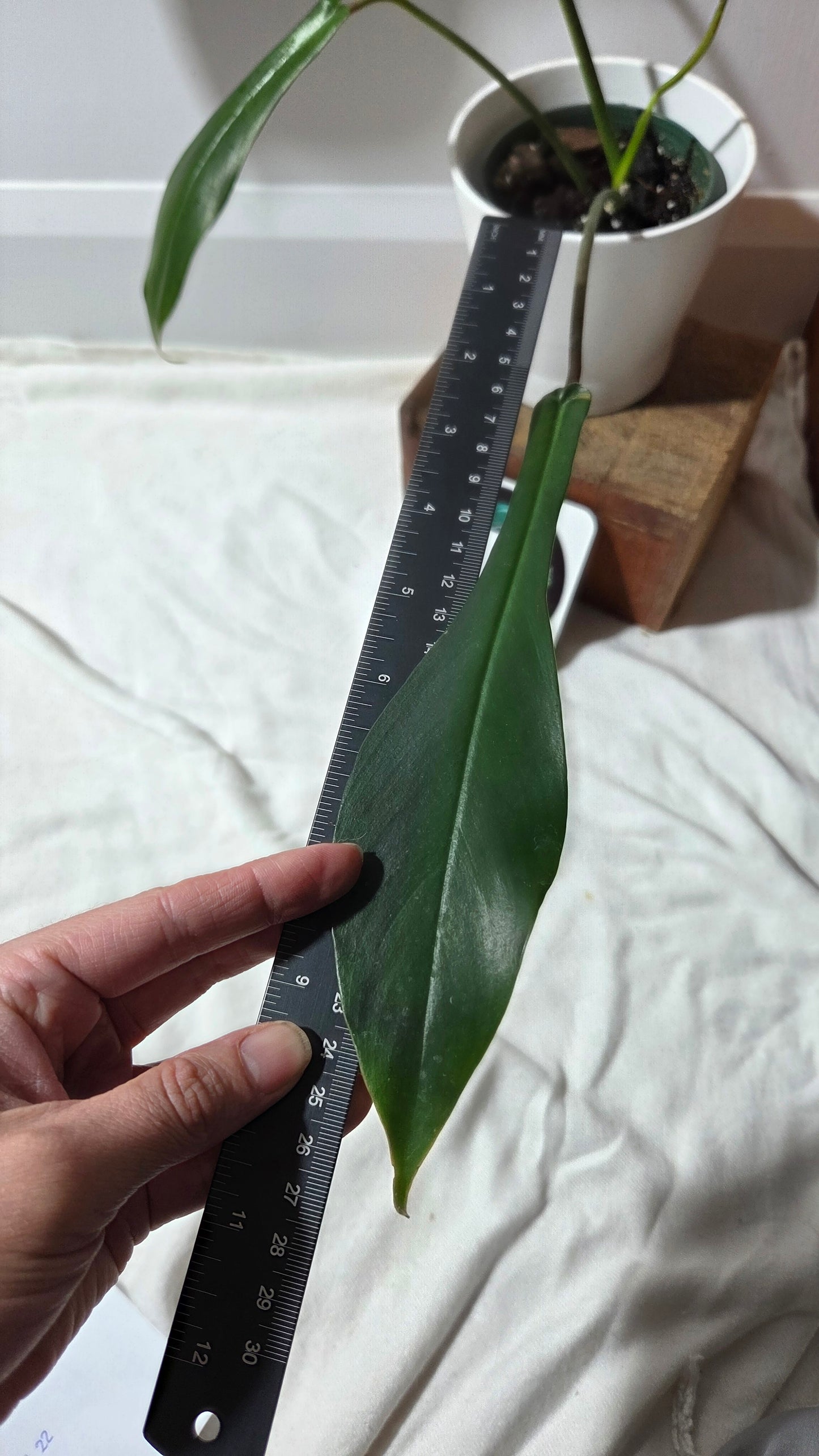 Philodendron Joepii (PHI-979)