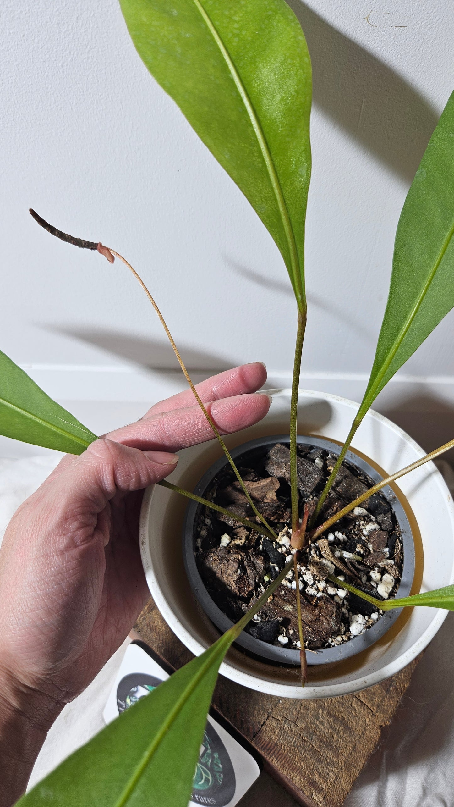 Anthurium Gracile "format MOYEN"(ANT-192)