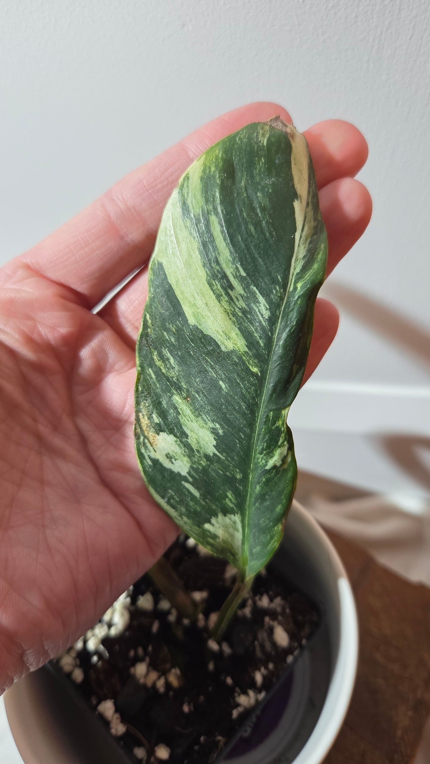 Rhaphidophora Elliptifolia Variegata (AUT-093)