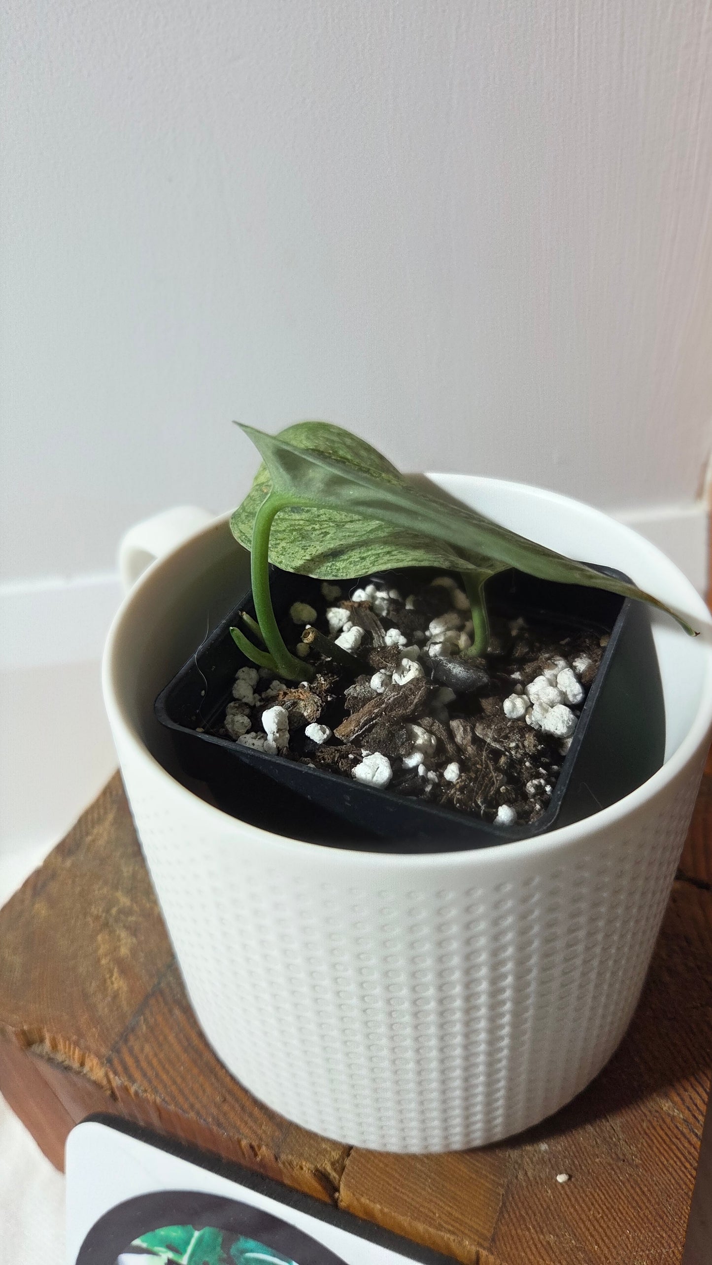 Scindapsus Silver Satin albo (SCI-1373)