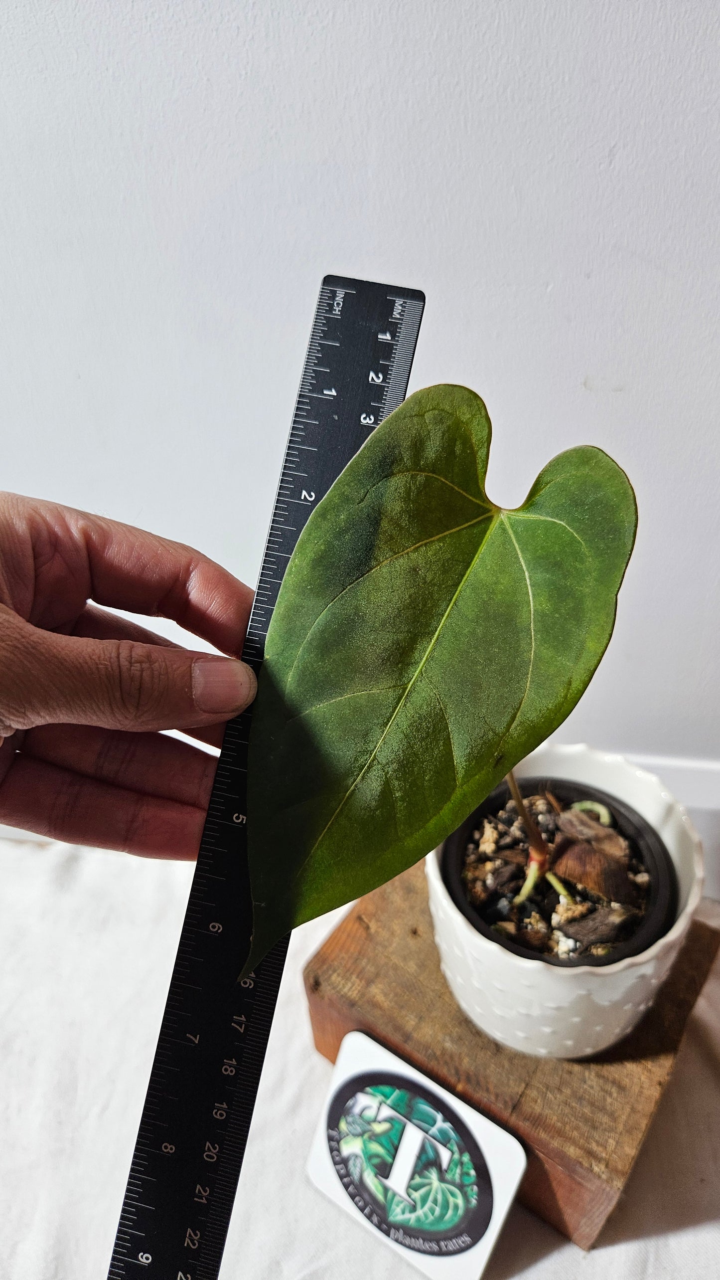 Anthurium Dark Phoenix X Panama "format MOYEN" (ANT-282)